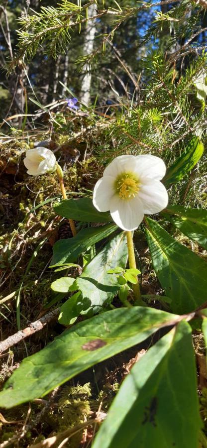 Fewo Niederndorferberg Bagian luar foto